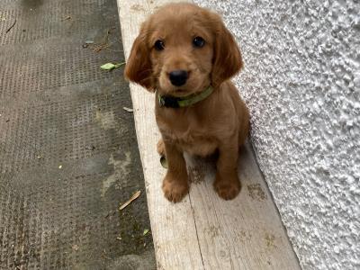 Gorgeous House Reared Cockapoo puppies in Donegal
