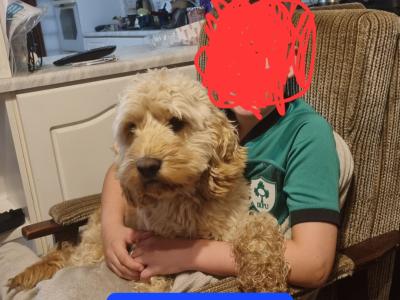Gorgeous House Reared Cockapoo puppies in Donegal