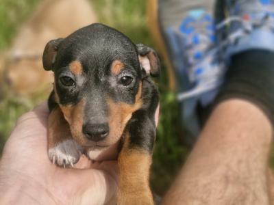 Jack Russell puppies in Wexford