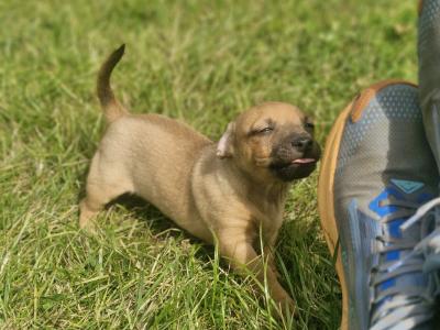 Jack Russell puppies in Wexford