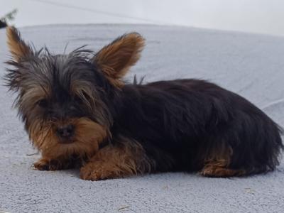 Male Yorkshire Terrier puppy 3 months old in Limerick