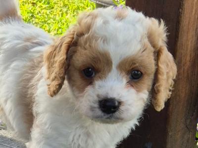 Gorgeous Cavapoo puppies in Wexford