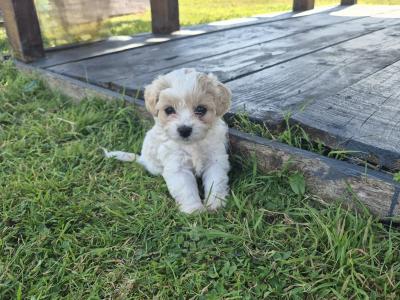 Gorgeous Cavapoo puppies in Wexford