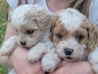 Gorgeous Cavapoo puppies in Wexford