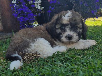 Gorgeous Cavapoo puppies in Wexford