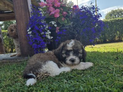 Gorgeous Cavapoo puppies in Wexford