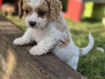 Gorgeous Cavapoo puppies in Wexford