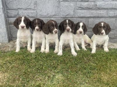 Springer Spaniel puppies in Laois