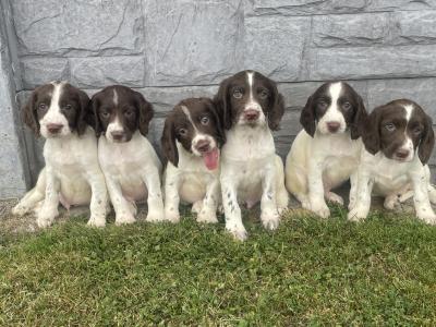 Springer Spaniel puppies in Laois