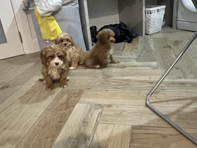Beautiful Cavapoo puppies 🐶🐶