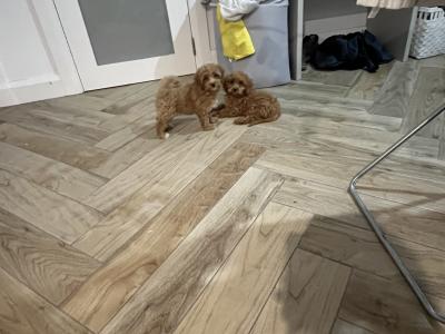 Beautiful Cavapoo puppies 🐶🐶