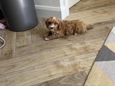 Beautiful Cavapoo puppies 🐶🐶