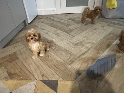 Beautiful Cavapoo puppies 🐶🐶