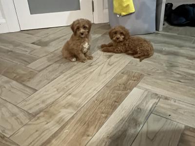 Beautiful Cavapoo puppies 🐶🐶
