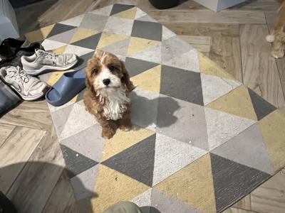 Beautiful Cavapoo puppies 🐶🐶