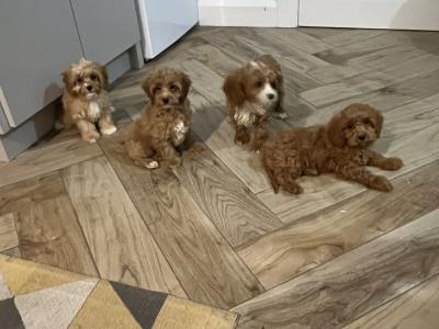 Beautiful Cavapoo puppies 🐶🐶