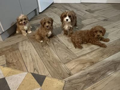 Beautiful Cavapoo puppies 🐶🐶