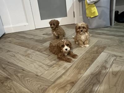 Beautiful Cavapoo puppies 🐶🐶