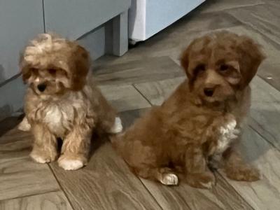 Beautiful Cavapoo puppies 🐶🐶