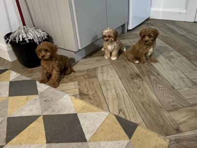 Beautiful Cavapoo puppies 🐶🐶