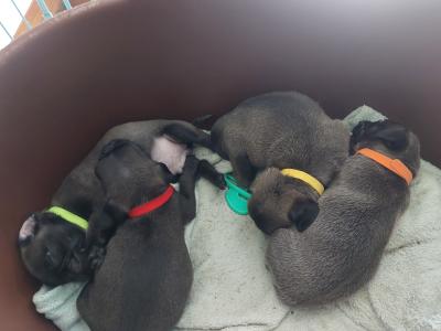 Pure pug puppies
