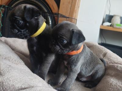 Purebred Pug puppies in Roscommon