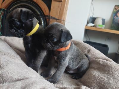 Pure pug puppies