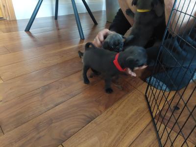 Pure pug puppies