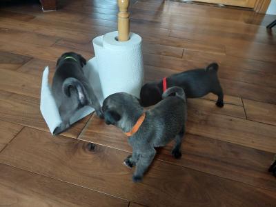 Pure pug puppies