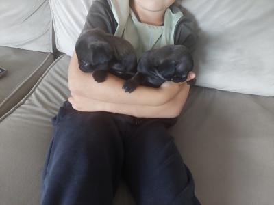 Pure pug puppies