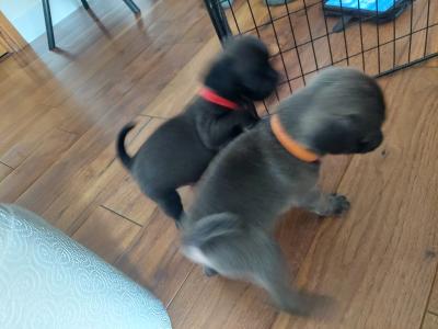 Pure pug puppies
