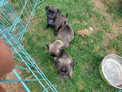 Pure pug puppies