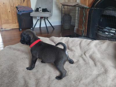 Pure pug puppies