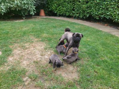 Pure pug puppies