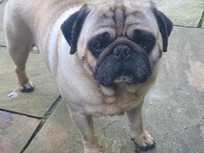 Pure pug puppies