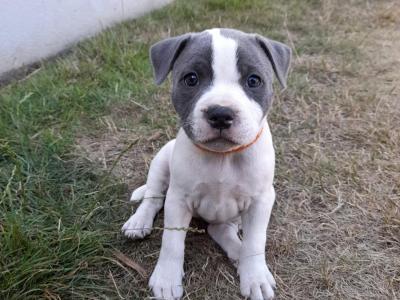 Loving & Playful Staffordshire Bull Terrier puppies looking for Their Forever homes in Wexford