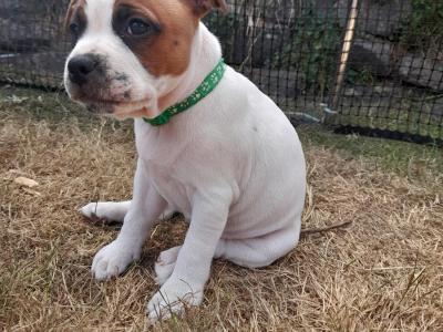 Loving & Playful Staffordshire Bull Terrier puppies looking for Their Forever homes in Wexford