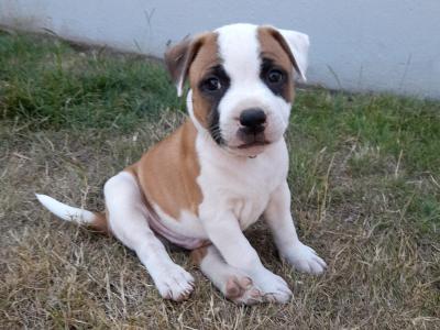 Loving & Playful Staffordshire Bull Terrier puppies looking for Their Forever homes in Wexford