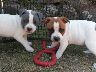 Loving & Playful Staffordshire Bull Terrier puppies looking for Their Forever homes in Wexford
