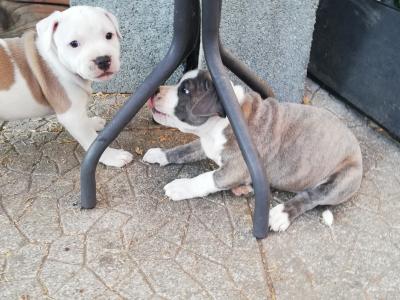 Loving & Playful Staffordshire Bull Terrier puppies looking for Their Forever homes in Wexford