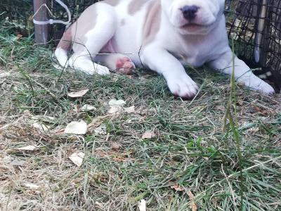 Loving & Playful Staffordshire Bull Terrier puppies looking for Their Forever homes in Wexford