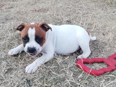 Loving & Playful Staffordshire Bull Terrier puppies looking for Their Forever homes in Wexford
