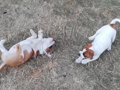 Loving & Playful Staffordshire Bull Terrier puppies looking for Their Forever homes in Wexford