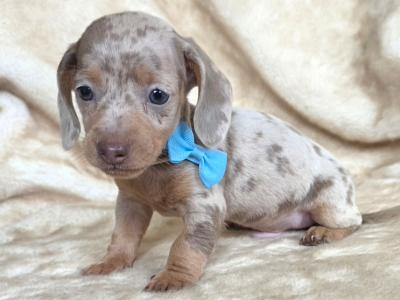 Dachshund puppies in Armagh