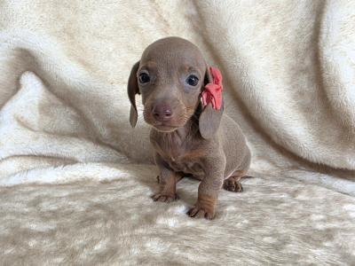 Dachshund puppies in Armagh