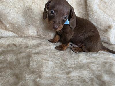 Dachshund puppies in Armagh
