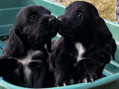 Cocker Spaniel puppies in Wexford