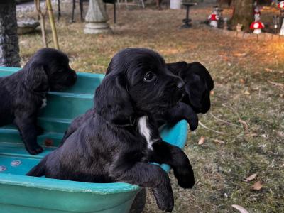 Cocker Spaniel puppies in Wexford