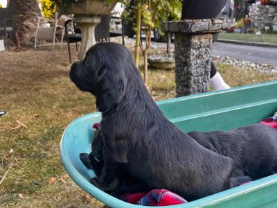 Cocker Spaniel puppies in Wexford