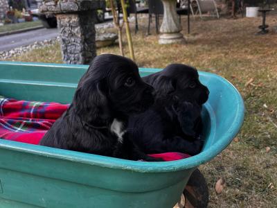 Cocker Spaniel puppies in Wexford